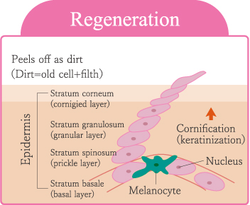 Regeneration