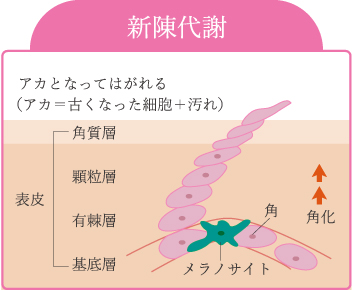 新陳代謝